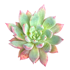 x Graptoveria 'Supernova'