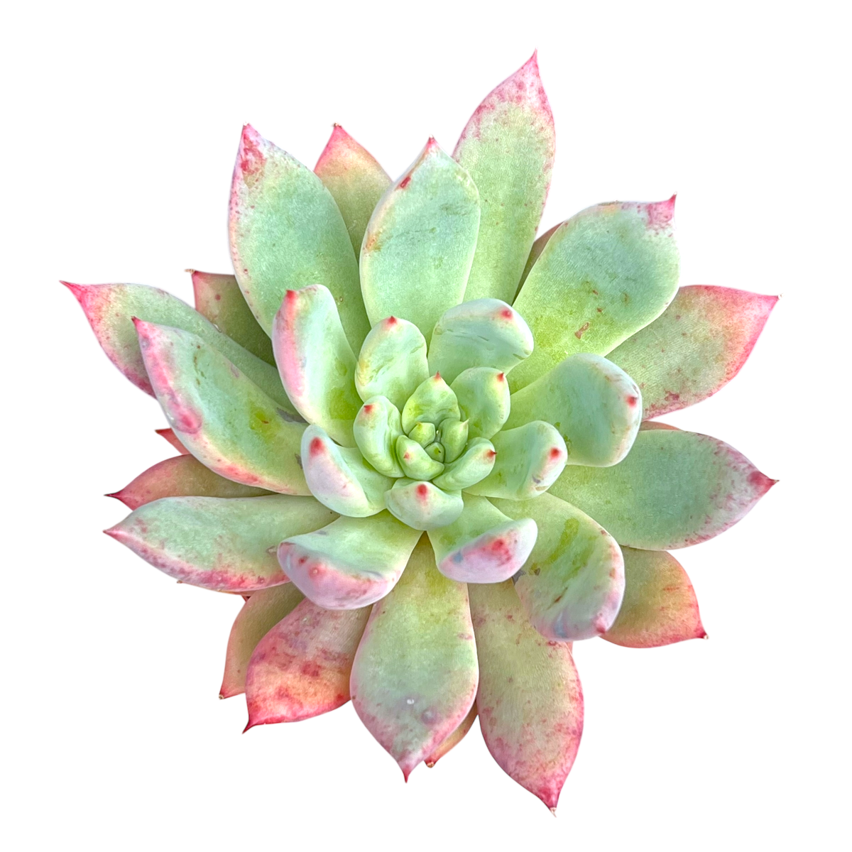 x Graptoveria 'Supernova'