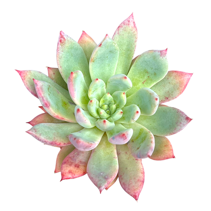 x Graptoveria 'Supernova'