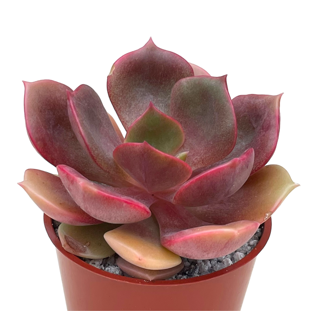 Echeveria 'Zestar'