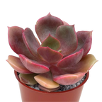 Echeveria 'Zestar'