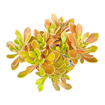 Aichryson aizoides