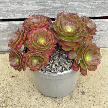 Aeonium 'Madeira Rose'