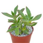 Echeveria harmsii | Plush Plant
