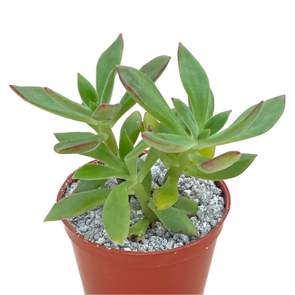 Echeveria harmsii (Plush Plant)