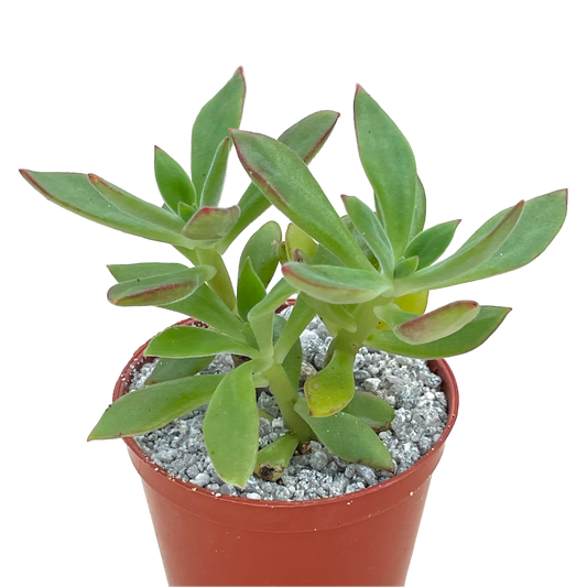 Echeveria harmsii | Plush Plant