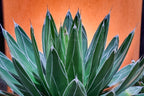 Agave victoriae-reginae
