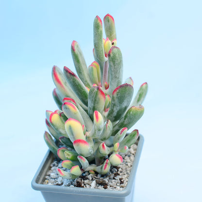 Cotyledon orbiculata var. flanaganii f. variegata