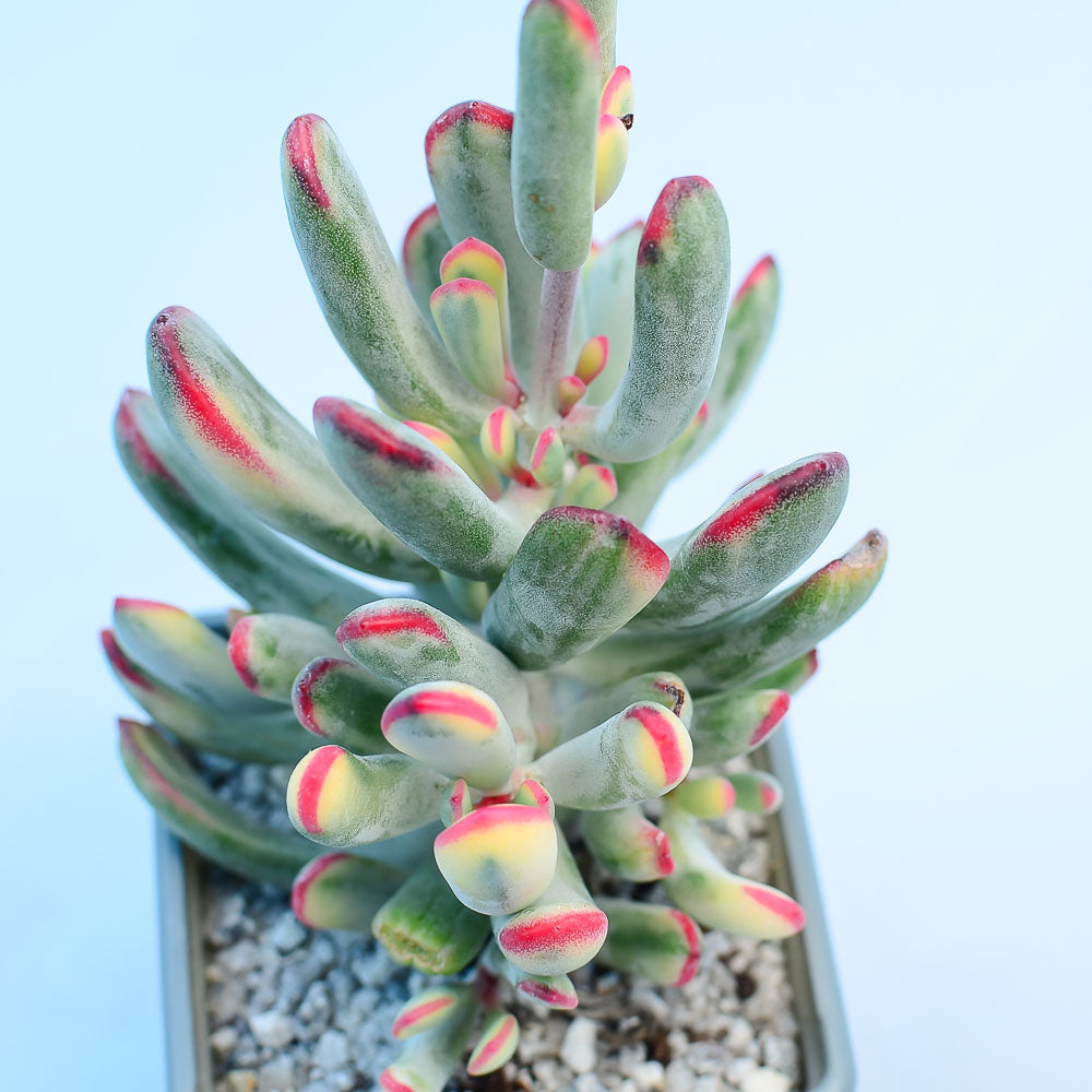 Cotyledon orbiculata var. flanaganii f. variegata