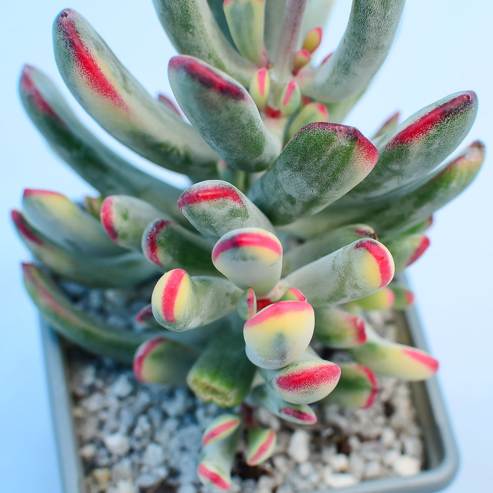 Cotyledon orbiculata var. flanaganii f. variegata