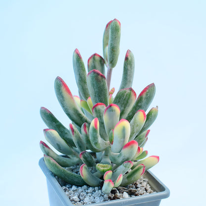 Cotyledon orbiculata var. flanaganii f. variegata