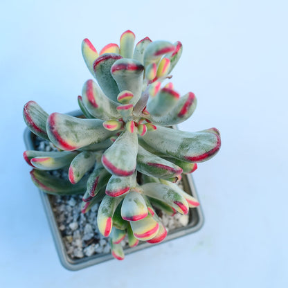 Cotyledon orbiculata var. flanaganii f. variegata