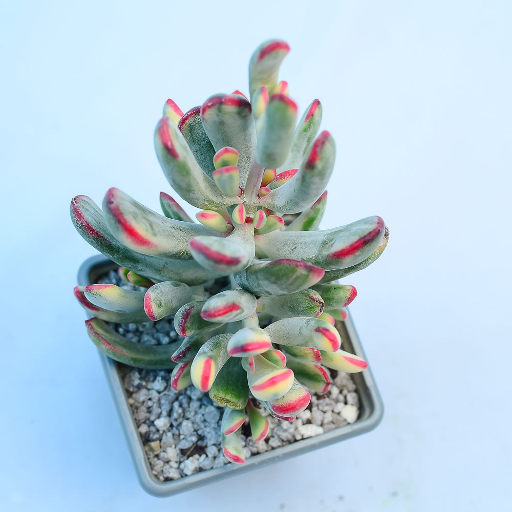 Cotyledon orbiculata var. flanaganii f. variegata