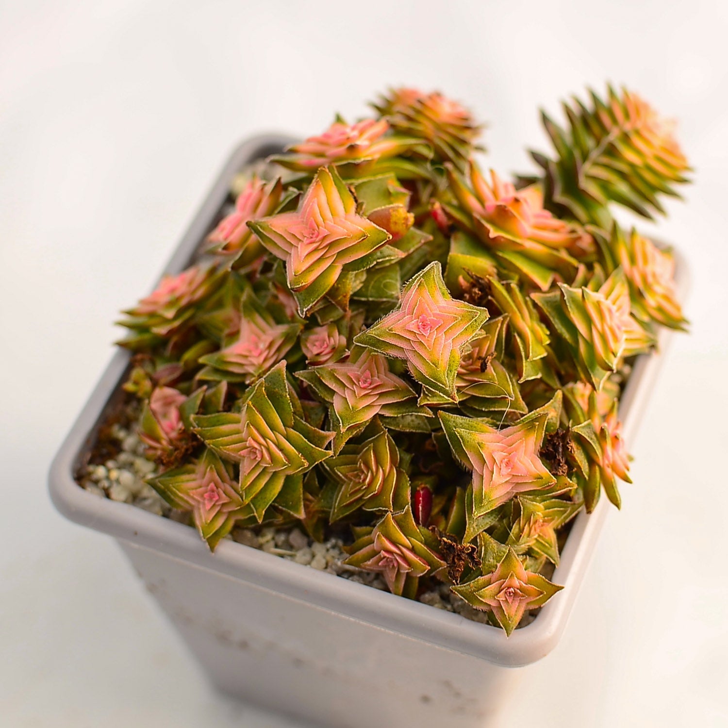 Crassula capitella ssp. thyrsiflora variegata