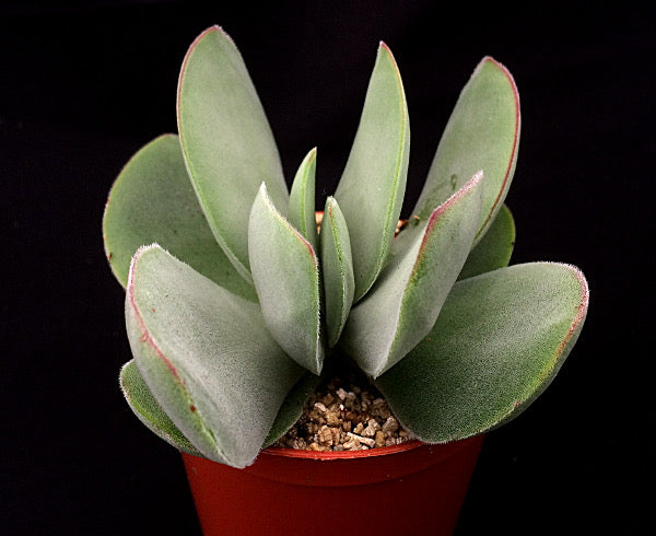 Crassula cotyledonis