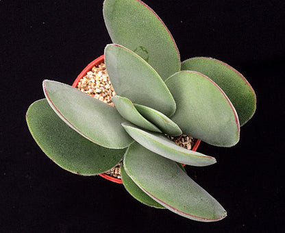 Crassula cotyledonis