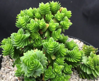 Crassula 'Estagnol'