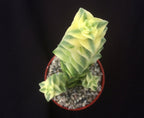 Crassula perforata variegata