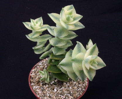 Crassula perforata variegata