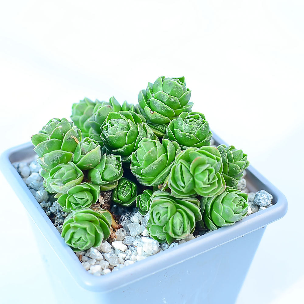 emerald spring succulent Crassula 'Emerald' – Surreal Succulents
