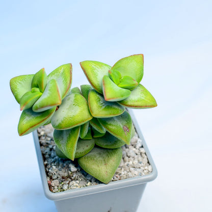 Crassula 'Lucky Star'