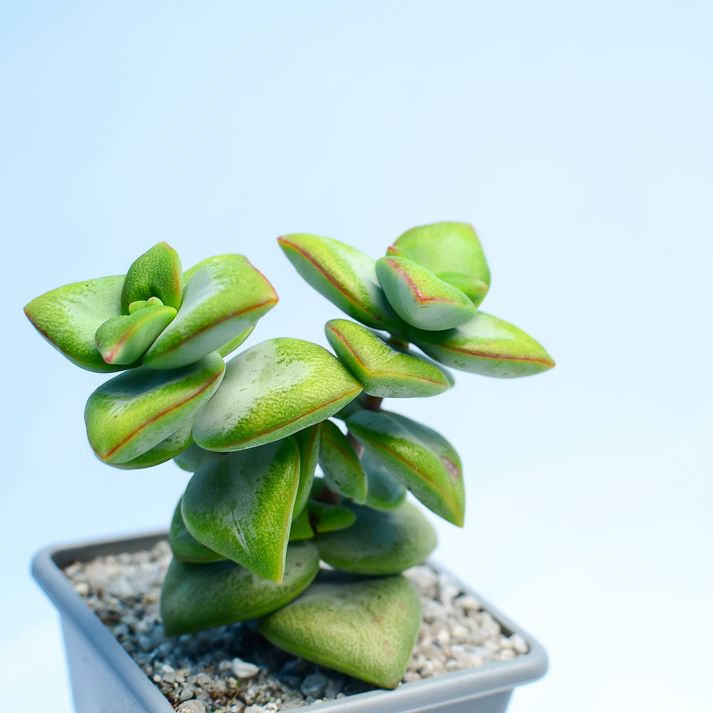 Crassula 'Lucky Star'