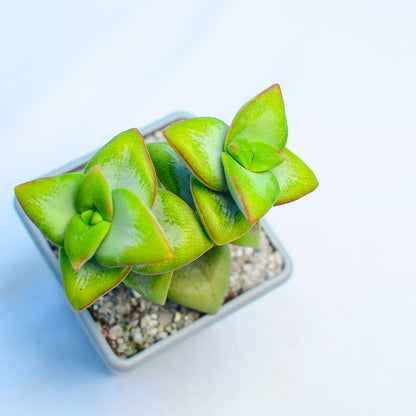 Crassula 'Lucky Star'