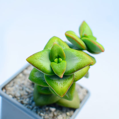 Crassula 'Lucky Star'