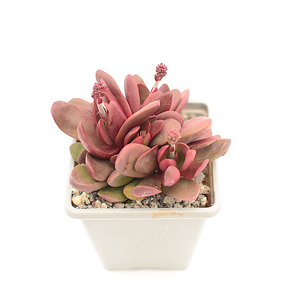 Crassula clavata