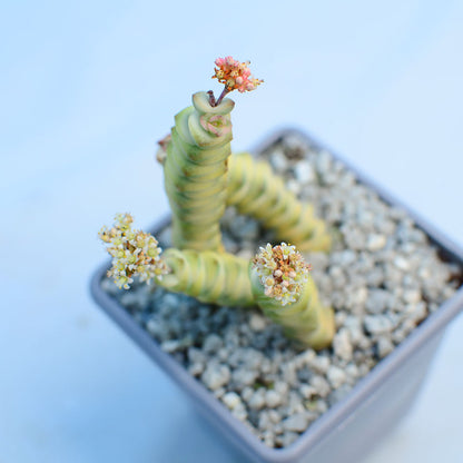 Crassula ‘Fantasy' variegata