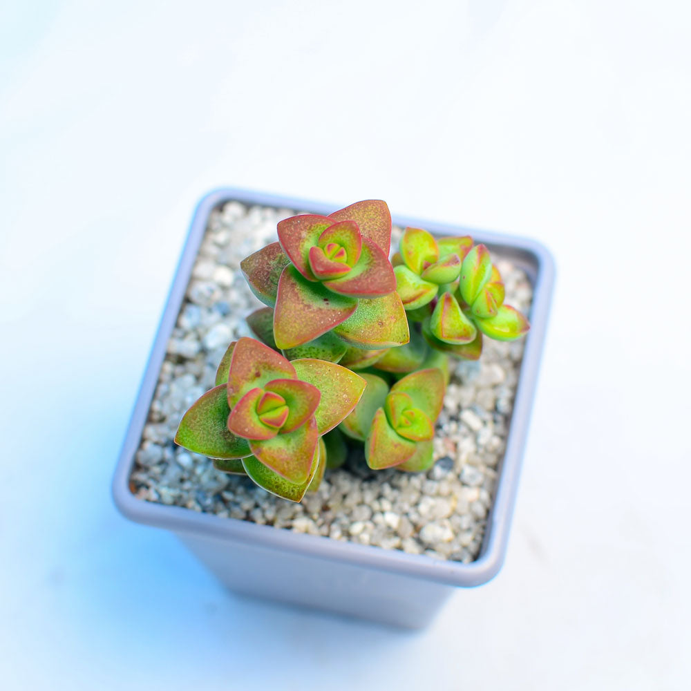 Crassula rupestris 'Love Star'