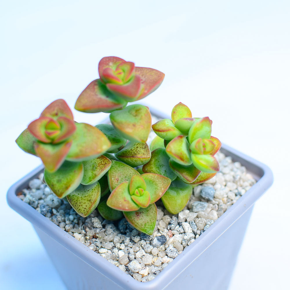 Crassula rupestris 'Love Star'