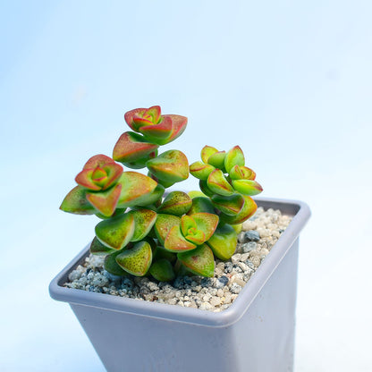 Crassula rupestris 'Love Star'