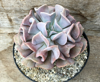 Echeveria 'Cubic Frost'