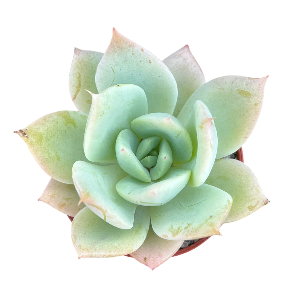 Echeveria 'Neptune'
