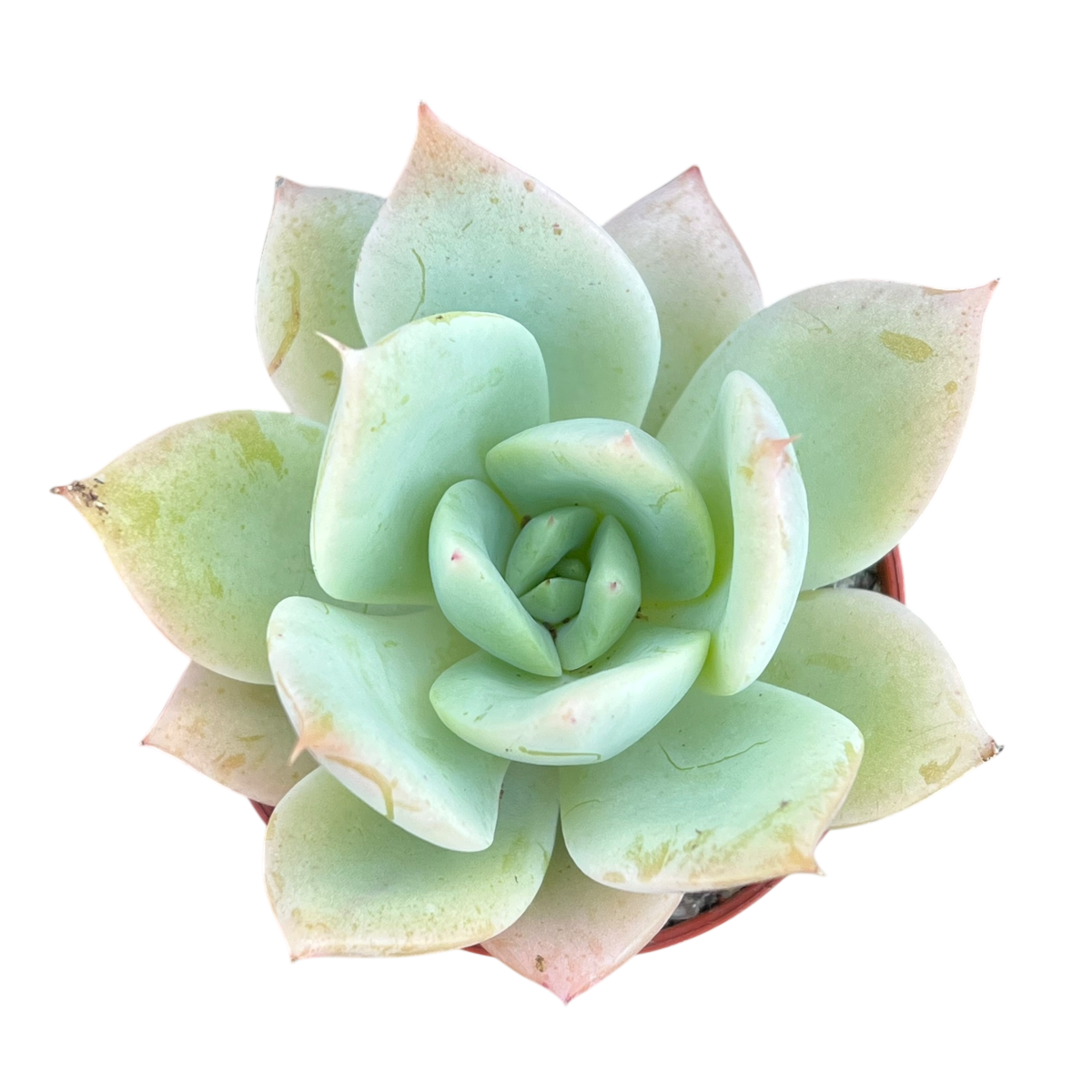 Echeveria 'Neptune'