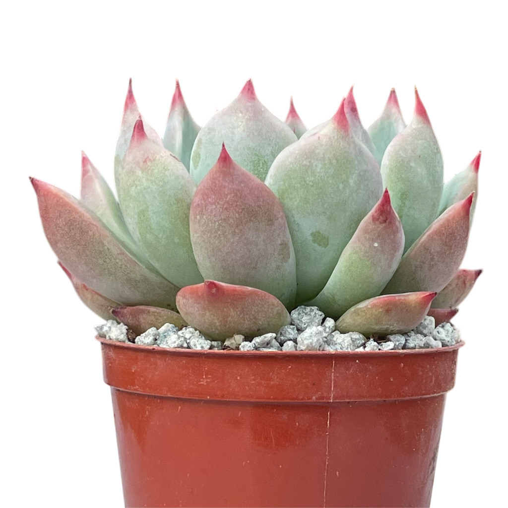 Echeveria colorata 'Haage'