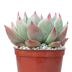 Echeveria colorata 'Haage'