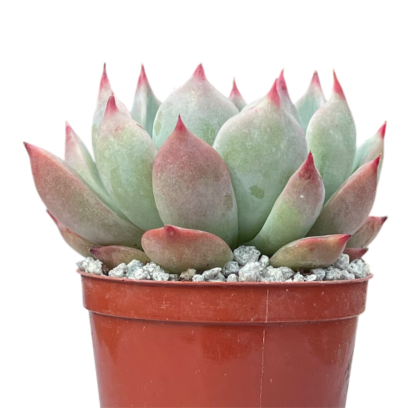Echeveria colorata 'Haage'