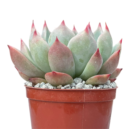 Echeveria colorata 'Haage'
