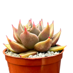 Echeveria 'Crystal Rose'