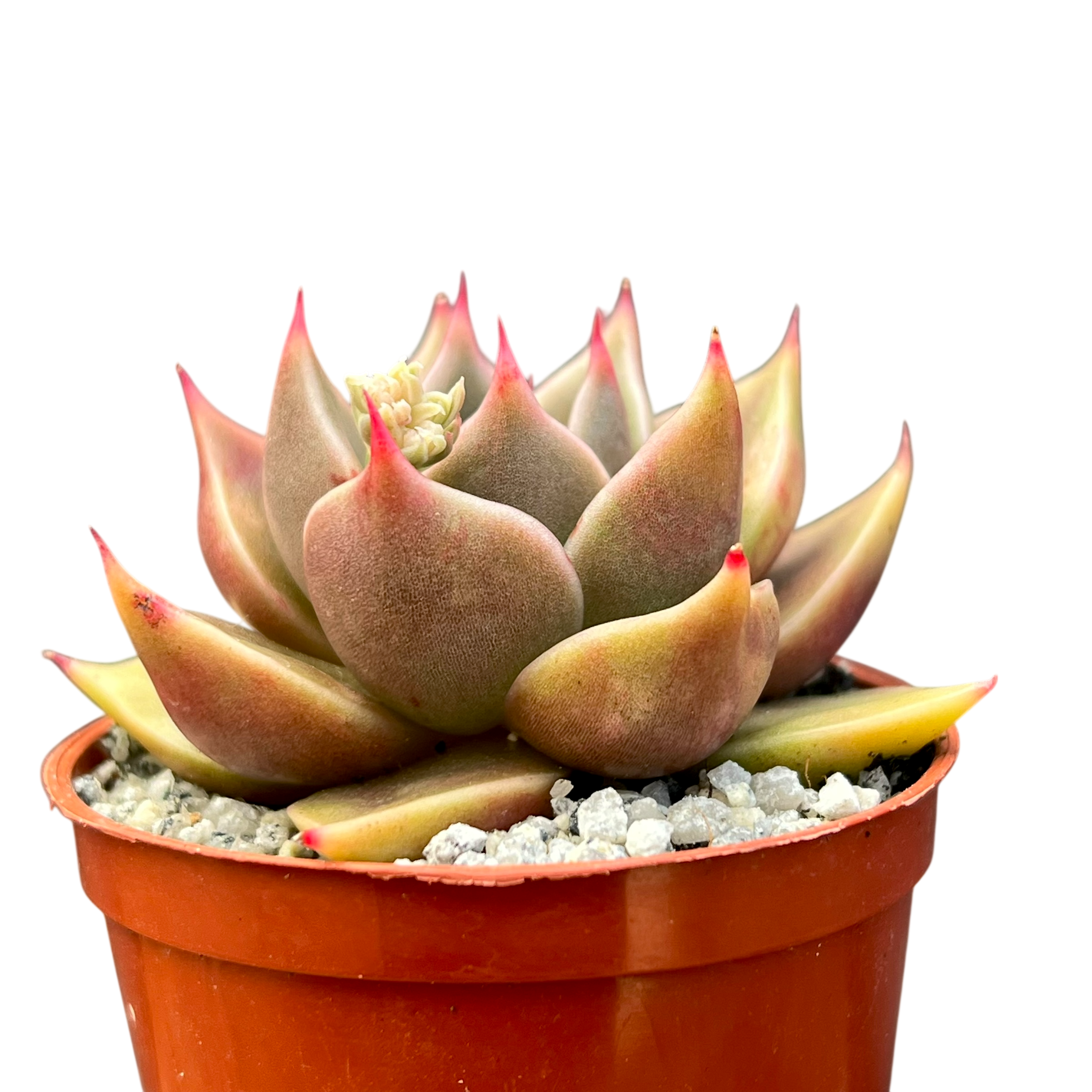 Echeveria 'Crystal Rose'