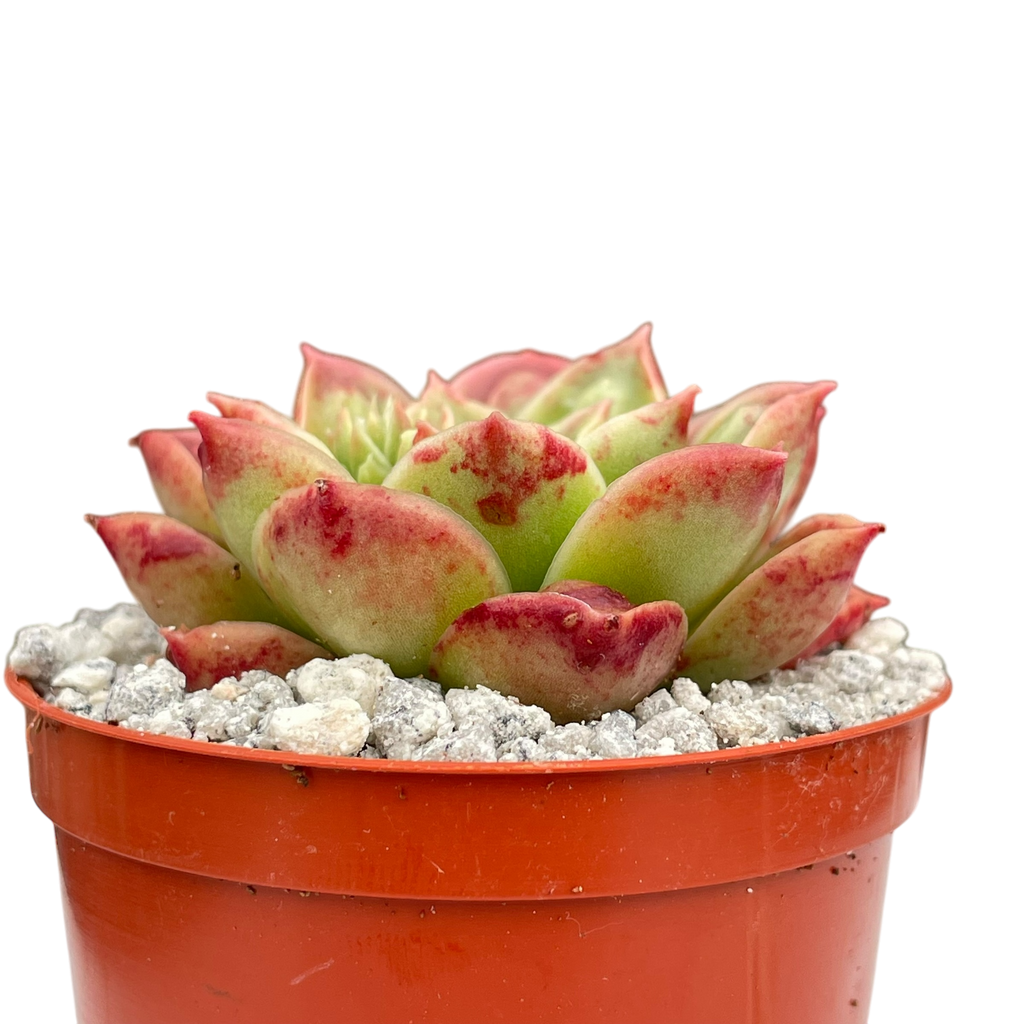 Echeveria longissima (Bumpy Form)