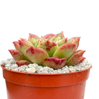 Echeveria longissima (Bumpy Form)