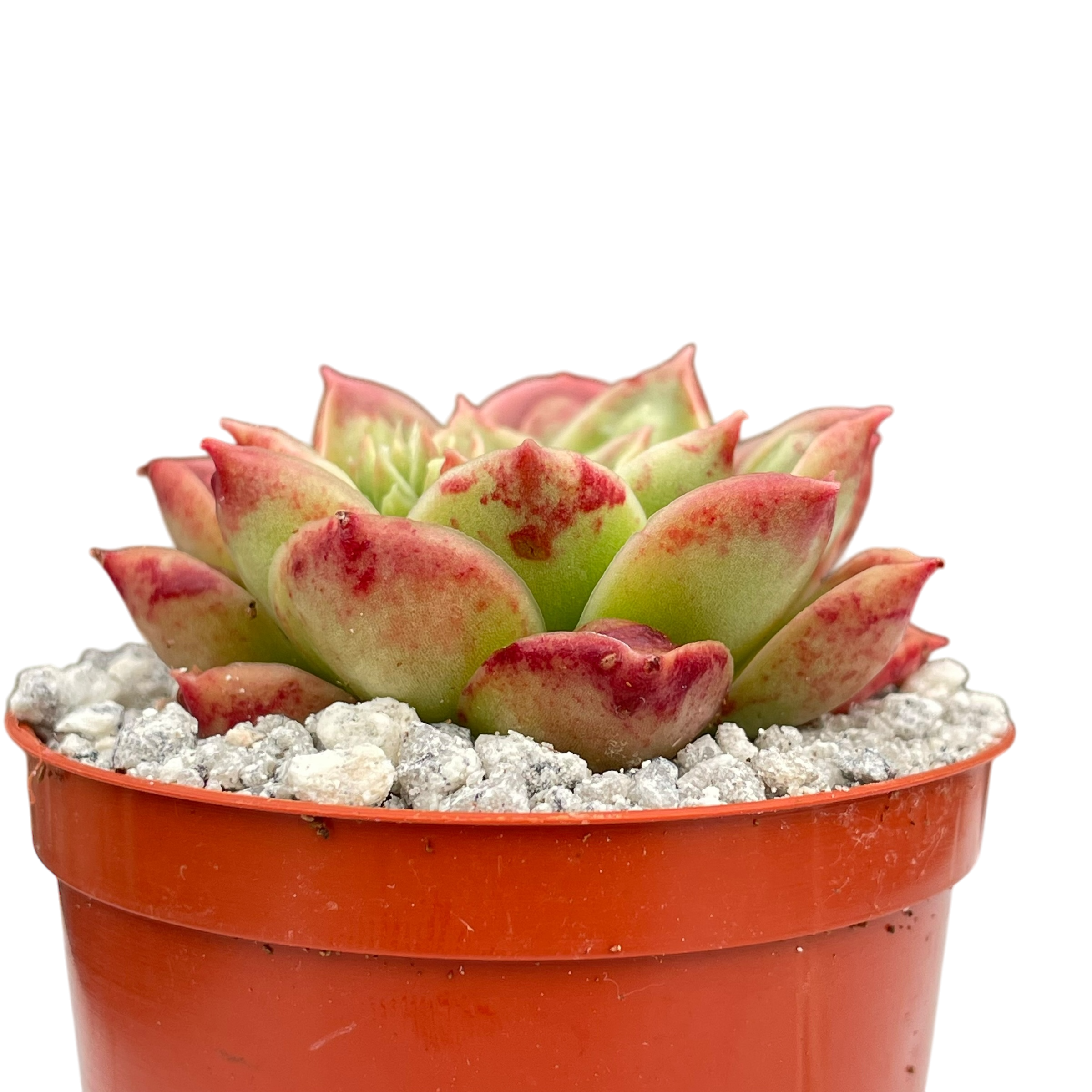 Echeveria longissima (Bumpy Form)