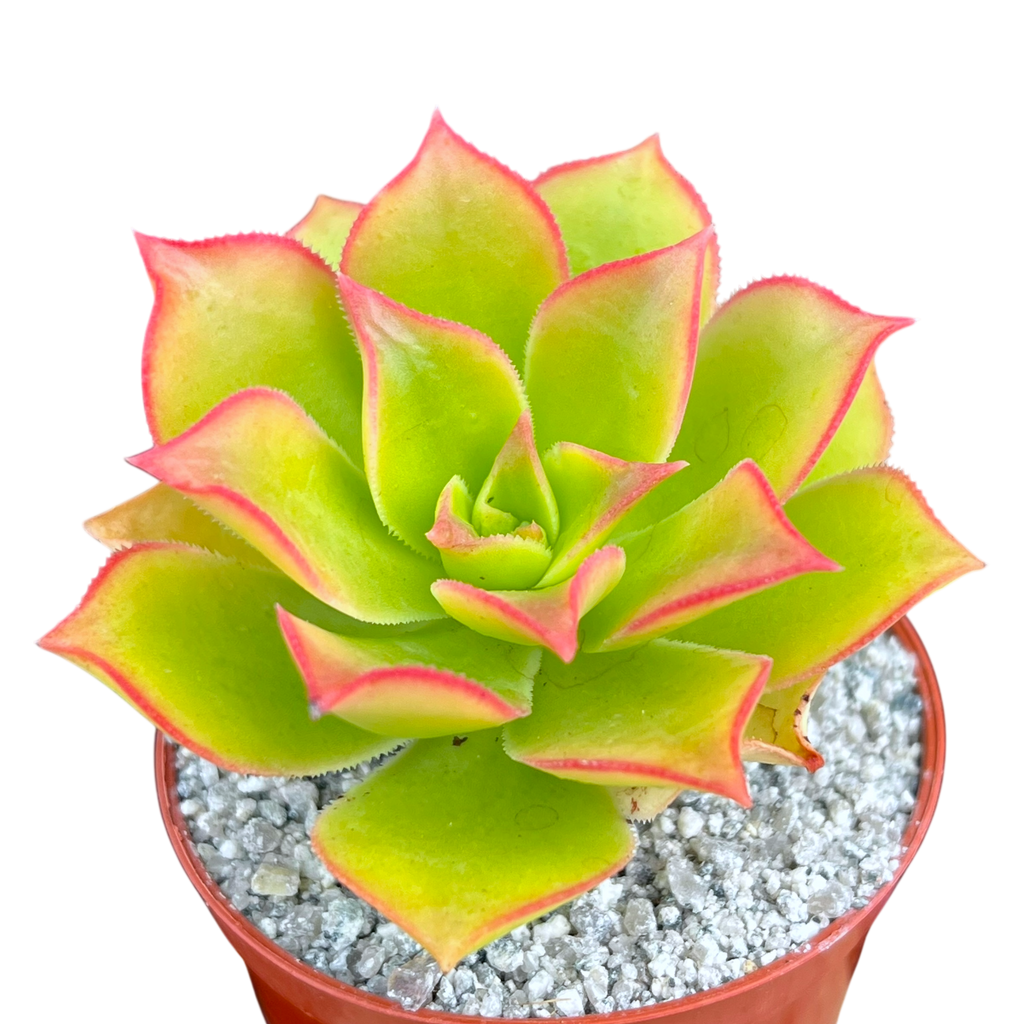 Aeonium lancerottense