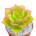 Aeonium lancerottense