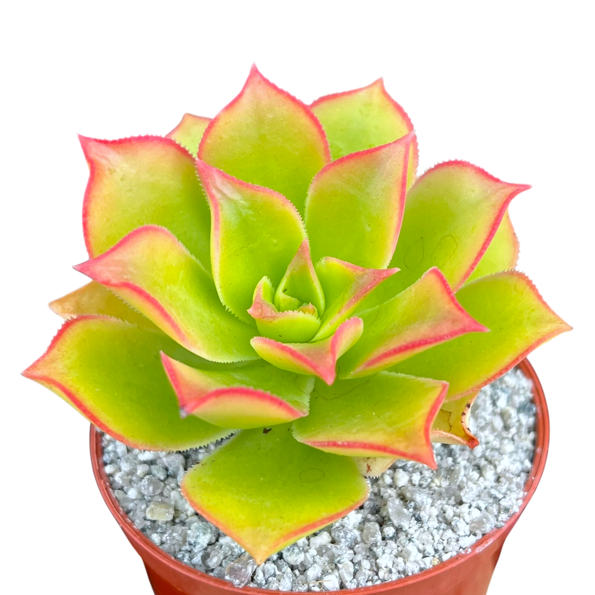Aeonium lancerottense