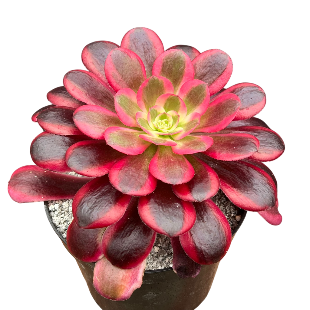 Aeonium 'Medusa'