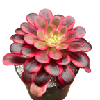 Aeonium 'Medusa'